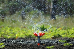 irrigation