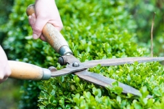 trimming_hedge