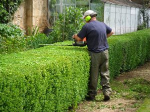 commercial-hedge-trimming