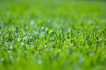 LAWN HEALTH AND TURF APPLICATIONS